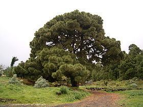Pinus canariensis Pinus canariensis Wikipedia