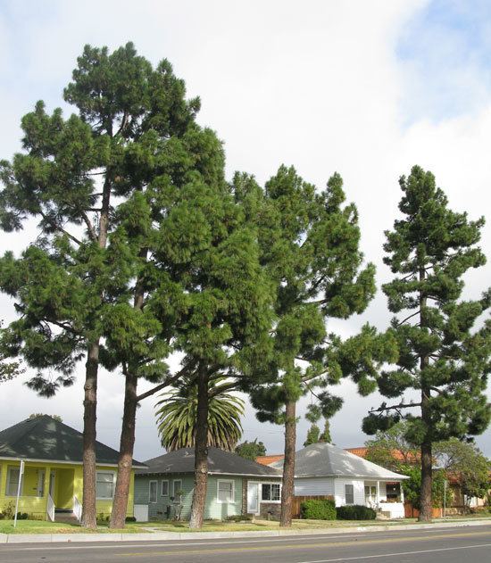 Pinus canariensis UFEI SelecTree A Tree Selection Guide
