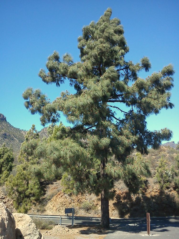 Pinus canariensis httpsuploadwikimediaorgwikipediacommonsaa