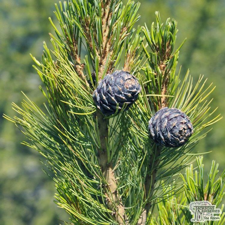 Pinus cembra Buy Pinus cembra Arolla Pine in the UK