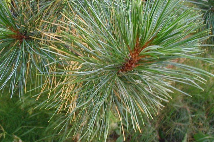 Pinus cembra FilePinuscembraTomskJPG Wikimedia Commons