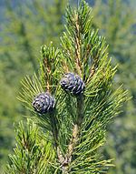 Pinus cembra Pinus cembra Wikipedia