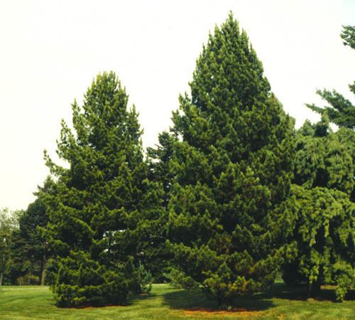 Pinus cembra hortuconneduplantPhotospincem50jpg