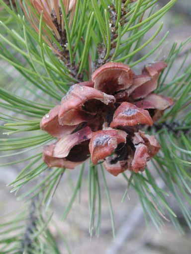 Pinus cembroides Pinus cembroides