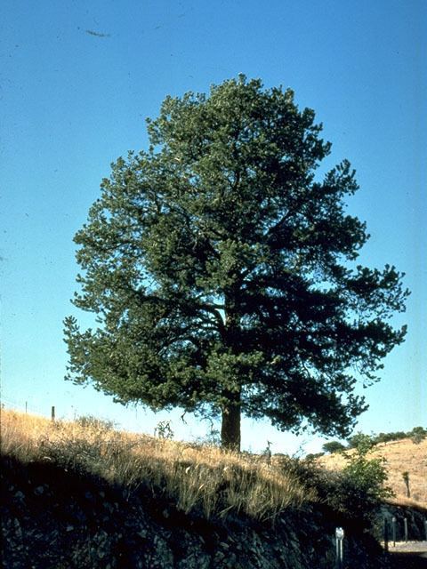 Pinus cembroides Pinus cembroides Mexican pinyon NPIN
