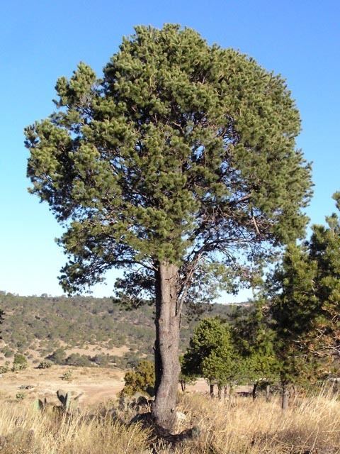 Pinus cembroides Pinus cembroides pion description The Gymnosperm Database