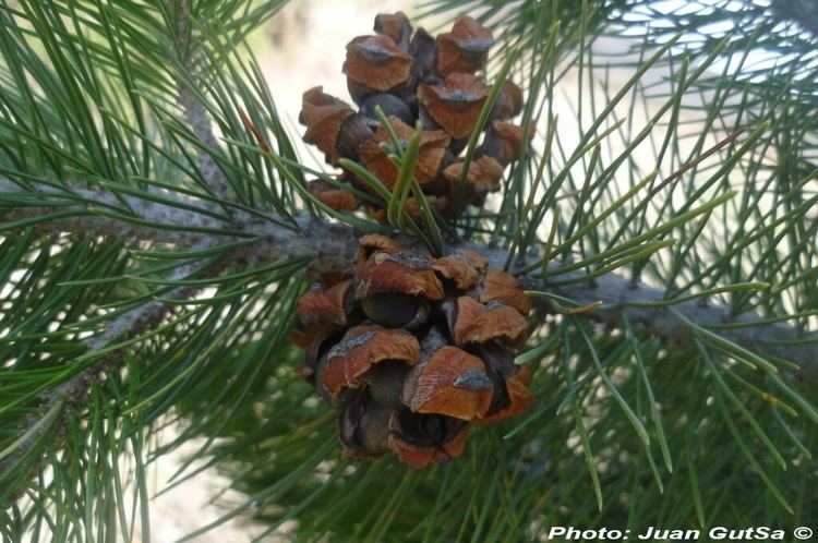 Pinus cembroides Pinuscembroides1jpg