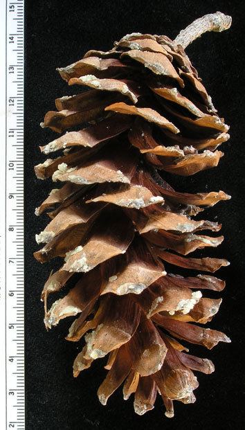 Pinus chiapensis - Alchetron, The Free Social Encyclopedia