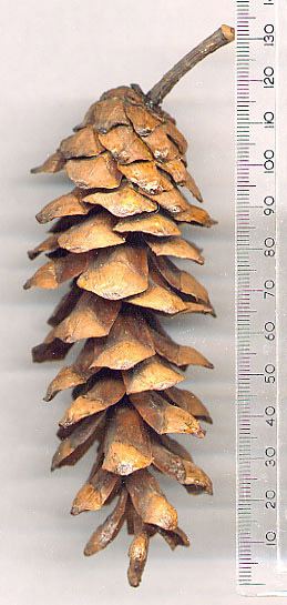 Pinus chiapensis - Alchetron, The Free Social Encyclopedia