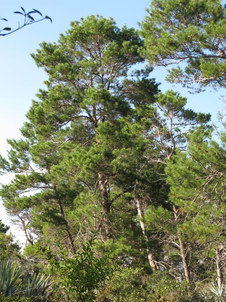 Pinus clausa FilePinus clausa 001 by Scott Zonajpg Wikimedia Commons