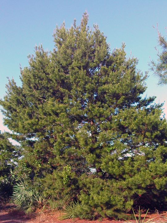 Pinus clausa Pinus clausa sand pine
