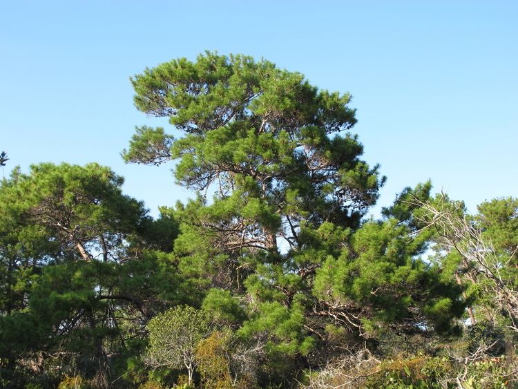 Pinus clausa Pinus clausa details Forestventurecom