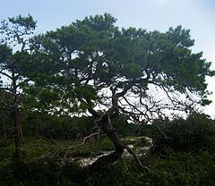 Pinus clausa httpsuploadwikimediaorgwikipediacommonsthu