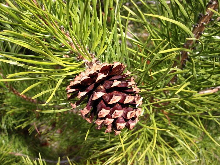 Pinus contorta FilePinus contorta 8149jpg Wikimedia Commons