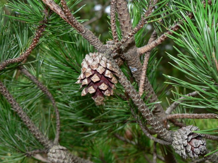 Pinus contorta Pinus contorta Wikimedia Commons