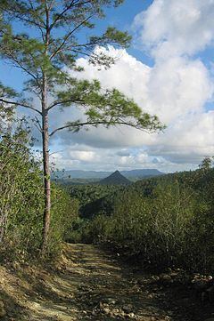 Pinus cubensis httpsuploadwikimediaorgwikipediacommonsthu