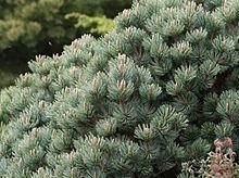 Pinus culminicola httpsuploadwikimediaorgwikipediacommonsthu