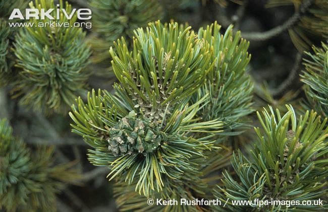 Pinus culminicola Pinus videos photos and facts Pinus culminicola ARKive