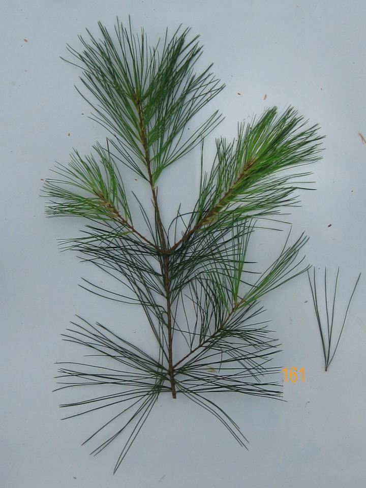 Pinus dalatensis Pinus dalatensis Trung tm D liu Thc vt Vit Nam BVNGroup