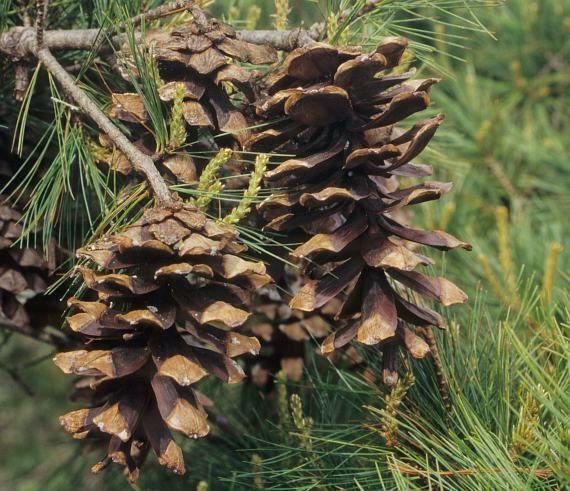 Pinus dalatensis Pinus dalatensis subsp dalatensis Conifers Cones and Seeds