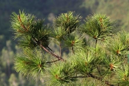 Pinus dalatensis Pinus dalatensis Threatened Conifers of the World