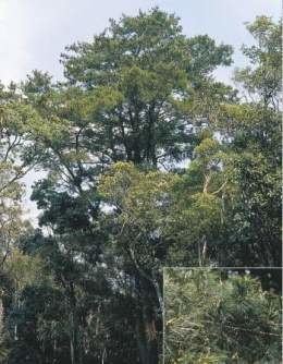 Pinus dalatensis Pino blanco de Vietnam EcuRed