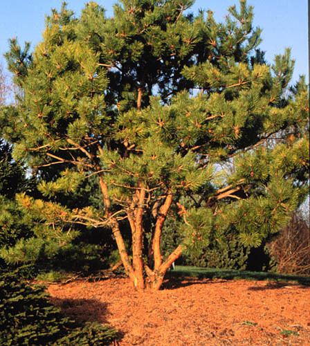 Pinus densiflora hortuconneduplantPhotospinden00jpg