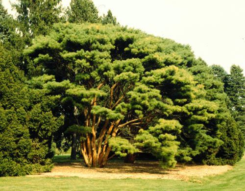 Pinus densiflora Pinus densiflora Japanese Red Pine Plant Database University of