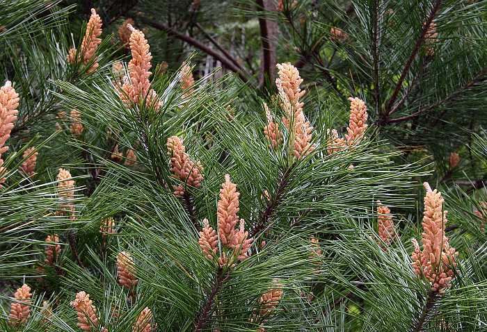Pinus densiflora Pinus densiflora the Japanese red pine