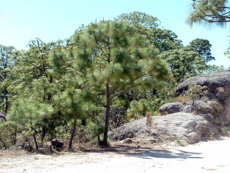 Pinus devoniana Pinus devoniana Pinaceae image 39395 at PhytoImagessiuedu