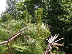 Pinus devoniana httpsuploadwikimediaorgwikipediacommonsthu