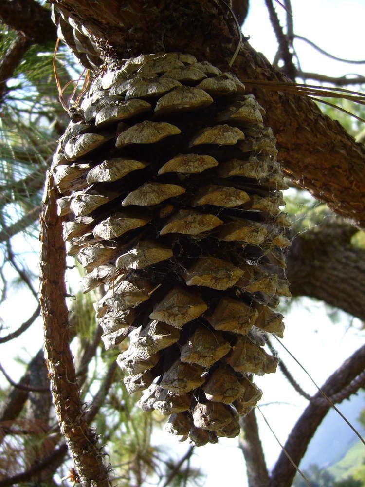 Pinus devoniana Pinus devoniana Lindl Checklist View