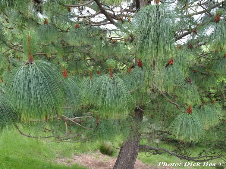 Pinus devoniana Pinus devoniana