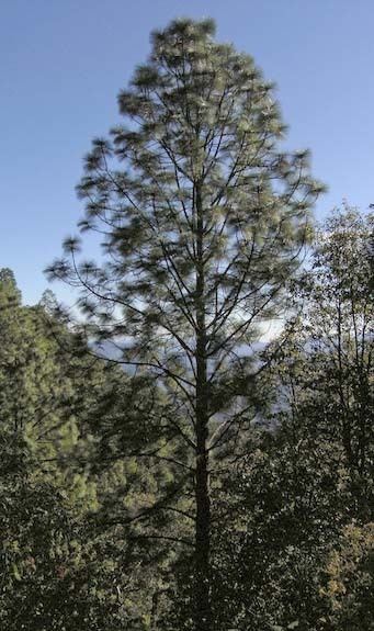 Pinus devoniana Pinus devoniana pino lacio description The Gymnosperm Database