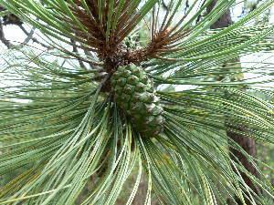 Pinus durangensis BOLD Systems Taxonomy Browser Pinus durangensis species