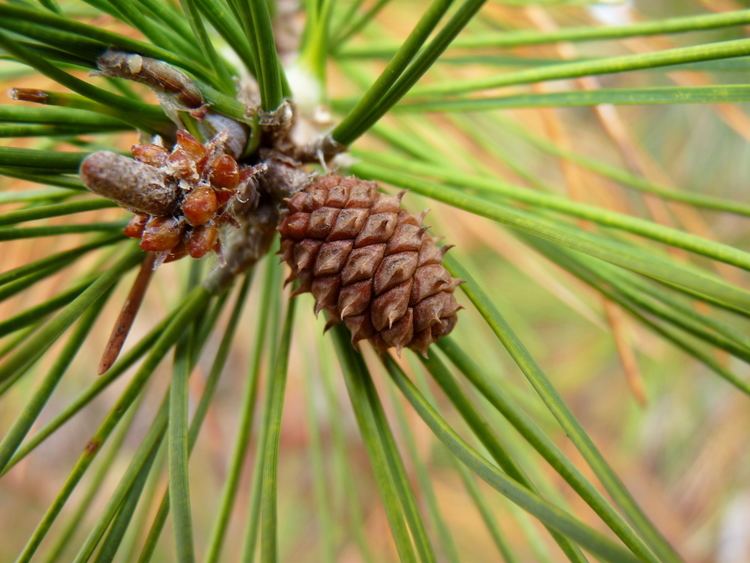 Pinus echinata FilePinus echinata conelet and leavesjpg Wikimedia Commons