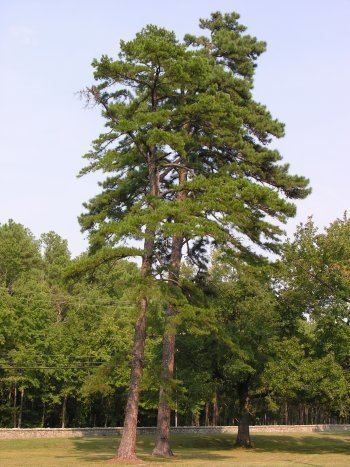 Pinus echinata Shortleaf Pine Pinus echinata