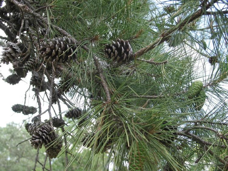 Pinus echinata lrPinusechinata6jpg