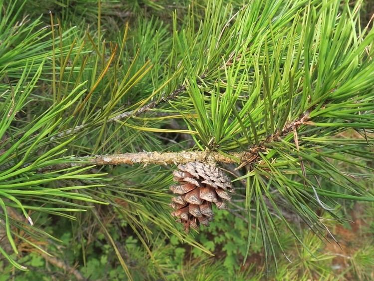 Pinus echinata jimbotanycomMonasteryPlantsPinus20echinata20
