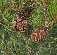 Pinus edulis httpsuploadwikimediaorgwikipediacommonsthu