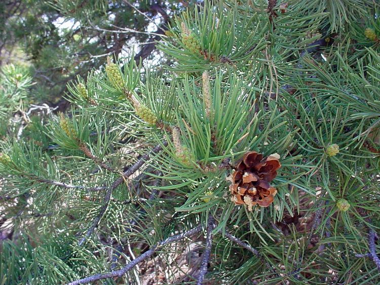 Pinus edulis Vascular Plants of the Gila Wilderness Pinus edulis