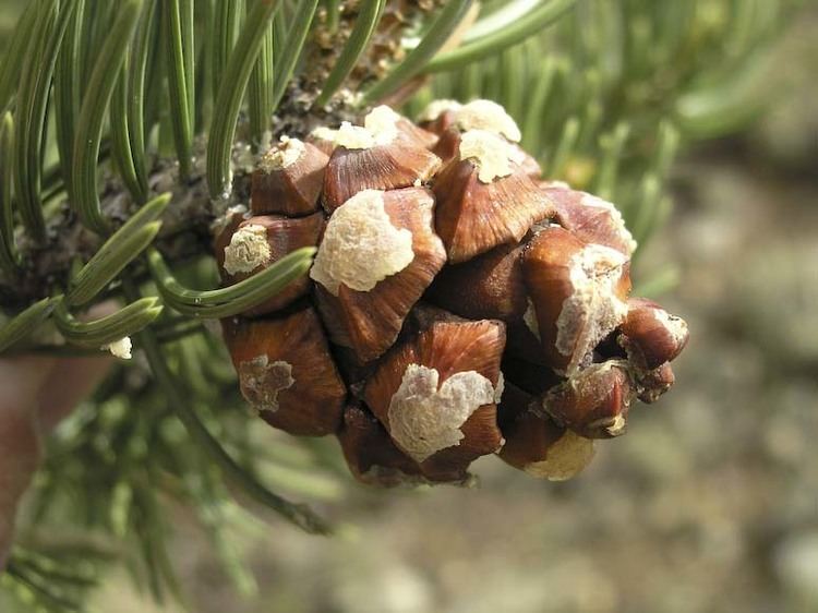 Pinus edulis Pinus edulis common pion description The Gymnosperm Database