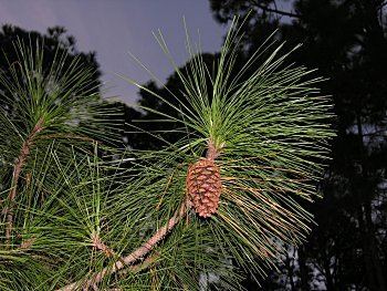 Pinus elliottii Pine Pinus elliottii