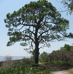 Pinus elliottii httpsuploadwikimediaorgwikipediacommonsthu