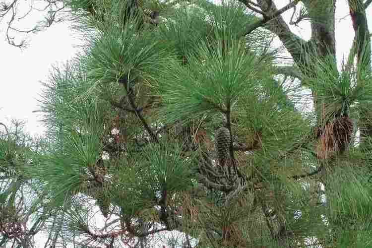 Pinus elliottii Pinus elliottii