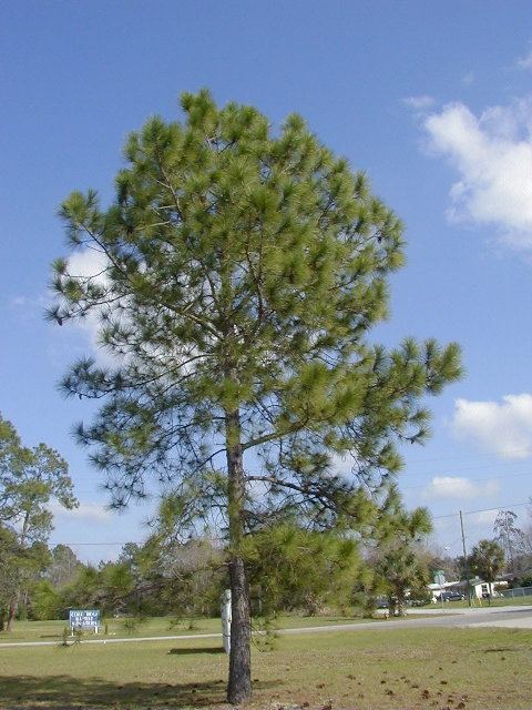 Pinus elliottii Pinus elliottii Slash pine