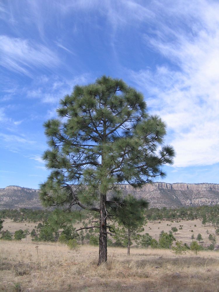 Pinus engelmannii Pinus engelmannii Mapionet