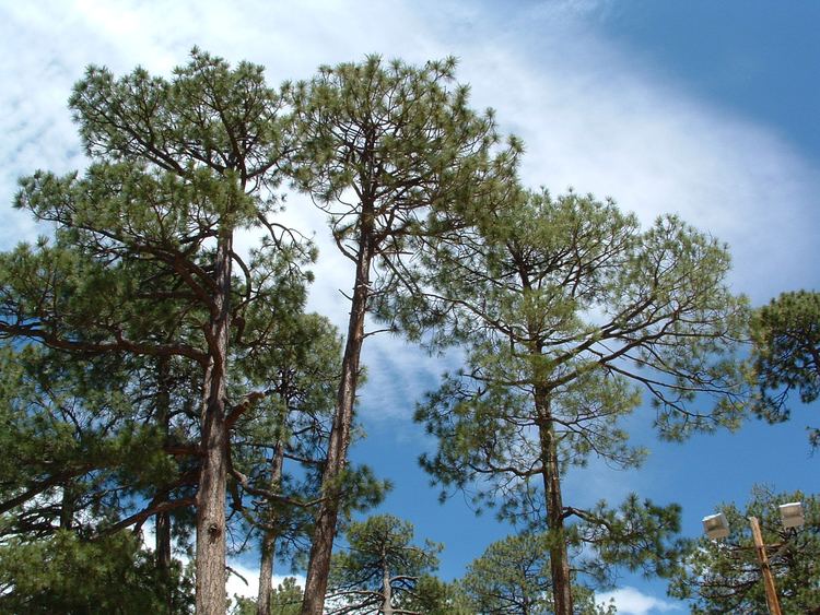 Pinus engelmannii Pinus engelmannii details Forestventurecom