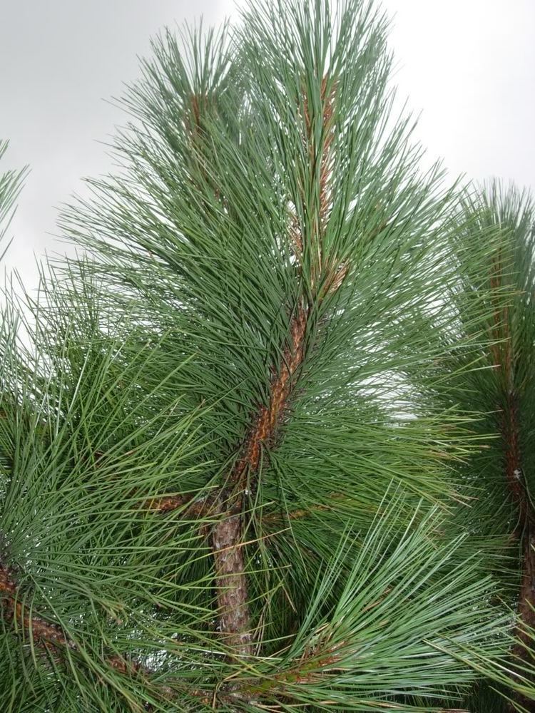 Pinus engelmannii Apache pine pinus engelmannii