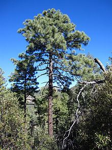Pinus engelmannii httpsuploadwikimediaorgwikipediacommonsthu